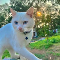 Mèo Nga trắng mắt xanh dương - Mèo Nga mắt xanh