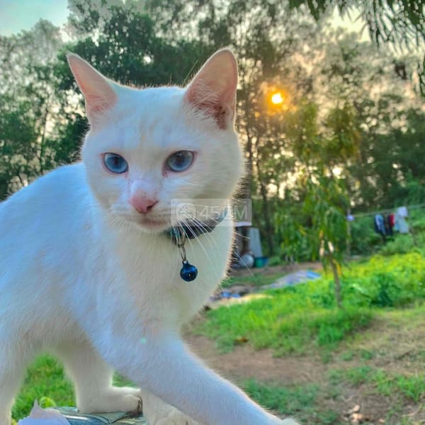 Mèo Nga trắng mắt xanh dương - Mèo Nga mắt xanh 0