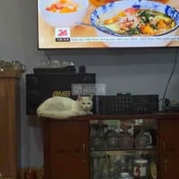 Mèo Lai Nga - Mèo Nga mắt xanh