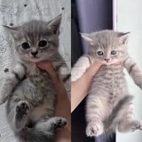 Mèo Anh Lông Dài , Thuần chủng 1 tháng tuổi - Mèo Anh lông dài