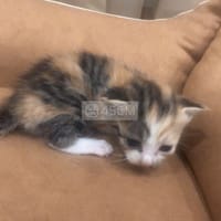 Mèo Tam Thể 1 tháng tuổi - Mèo cẩm thạch/ngọc bích
