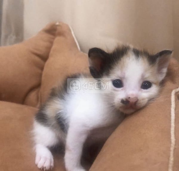 Mèo Tam Thể 1 tháng tuổi - Mèo cẩm thạch/ngọc bích
 5