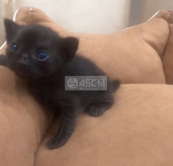 Mèo Tam Thể 1 tháng tuổi - Mèo cẩm thạch/ngọc bích
 3