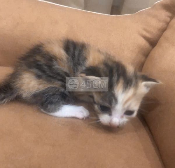 Mèo Tam Thể 1 tháng tuổi - Mèo cẩm thạch/ngọc bích
 0
