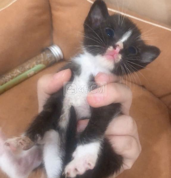 Mèo Tam Thể 1 tháng tuổi - Mèo cẩm thạch/ngọc bích
 4