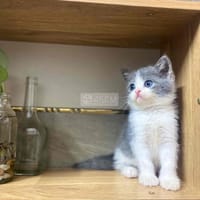 Bicolor đực 2 Tháng tuổi tìm nhà mới - Mèo Anh lông ngắn