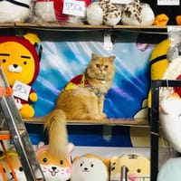 Bé mèo Nga mũi hồng, màu vàng sao, tai cụp lửng - Mèo Nga mắt xanh