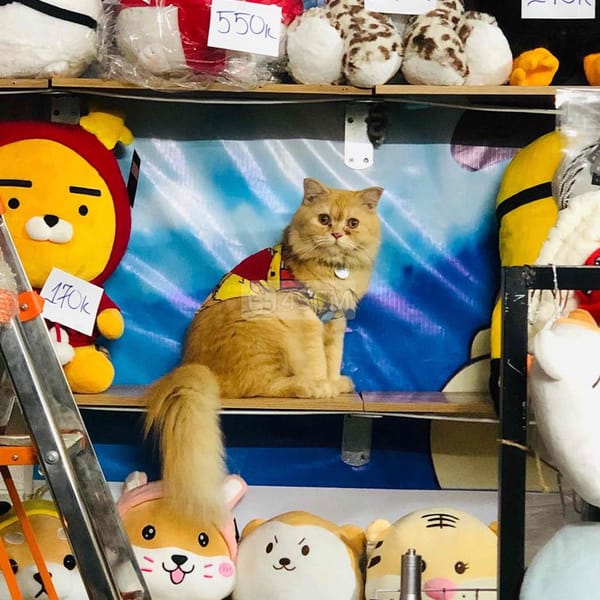 Bé mèo Nga mũi hồng, màu vàng sao, tai cụp lửng - Mèo Nga mắt xanh 0