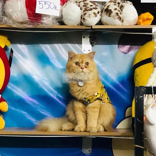 Bé mèo Nga mũi hồng, màu vàng sao, tai cụp lửng - Mèo Nga mắt xanh 1