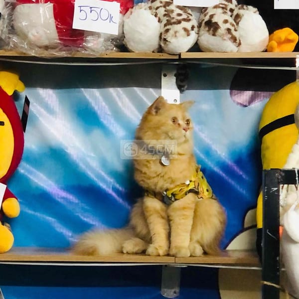 Bé mèo Nga mũi hồng, màu vàng sao, tai cụp lửng - Mèo Nga mắt xanh 2