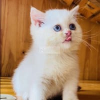 Mèo Nga Golden point cần tìm ba mẹ mới - Mèo Nga mắt xanh