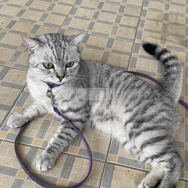 Mèo Anh Lông Ngắn Xám, Thuần Chủng - Mèo Anh lông ngắn 1