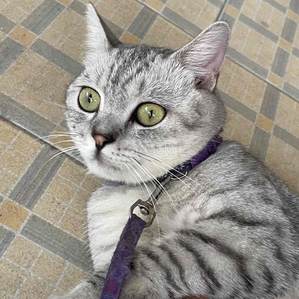 Mèo Anh Lông Ngắn Xám, Thuần Chủng - Mèo Anh lông ngắn 0