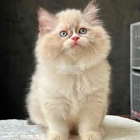 Mèo Ragdoll phiên bản Anh lông dài cực dễ thương - Mèo Anh lông dài
