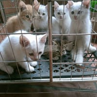 Đàn mèo Nga trắng - Mèo Nga mắt xanh