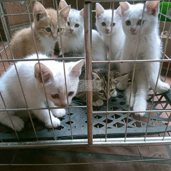 Đàn mèo Nga trắng - Mèo Nga mắt xanh 0