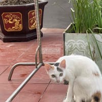 mèo tam thể trắng nhiều - Mèo cẩm thạch/ngọc bích
