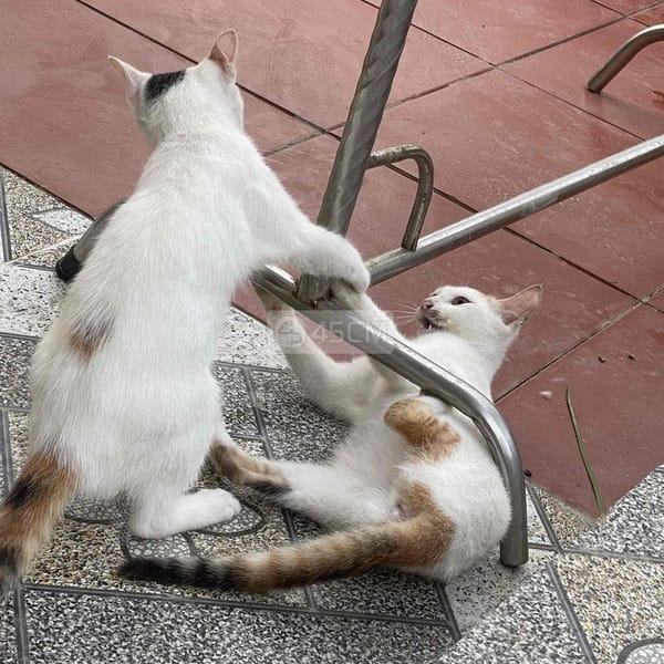 mèo tam thể trắng nhiều - Mèo cẩm thạch/ngọc bích
 1