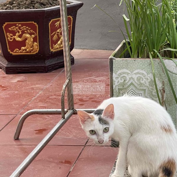 mèo tam thể trắng nhiều - Mèo cẩm thạch/ngọc bích
 0