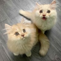 ALD thuần chủng hồng phấn - Mèo Anh lông dài