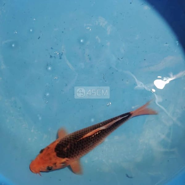 Cá Koi Nhật , Chagoi dẩn đàng - Cá 2