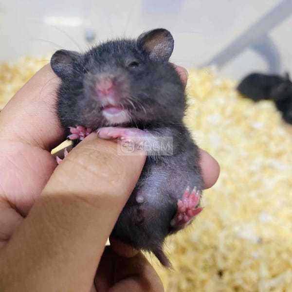 Chuột hamster sale lễ 🔥 - Thú cưng khác 0