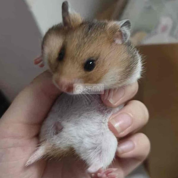 Hamster Bear cái 2 tháng tuổi rất hiền - Thú cưng khác 0