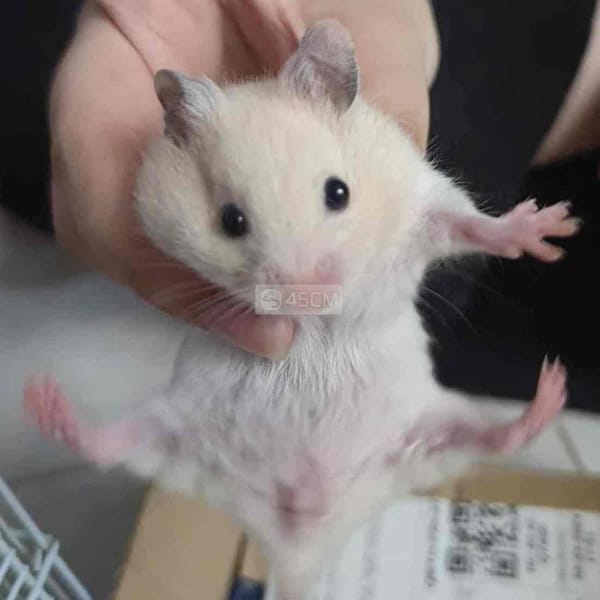 Hamster Bear cái 2 tháng tuổi rất hiền - Thú cưng khác 1