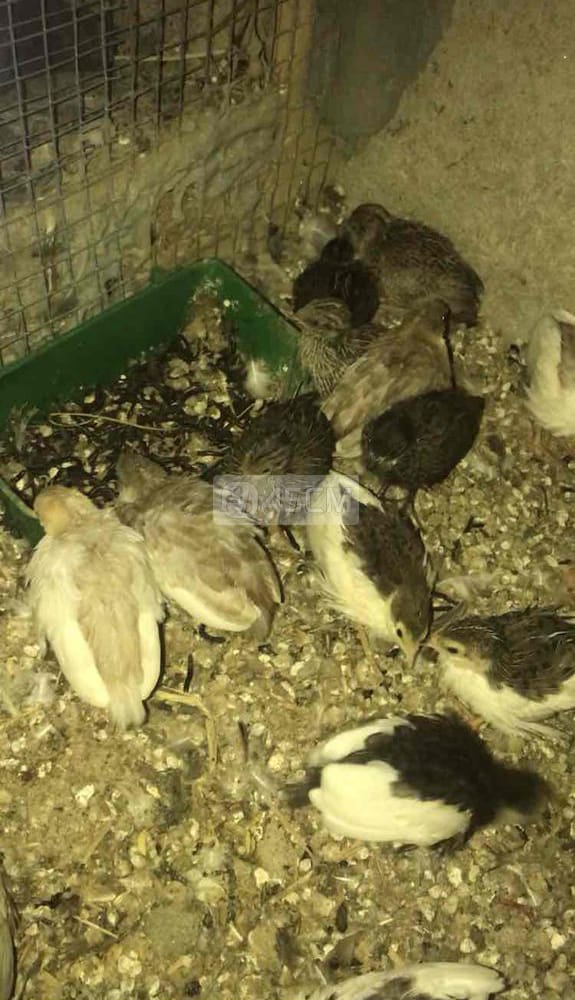 Cần mua - cần mua chim cút hắc he ! | Diễn đàn Nông nghiệp Việt Nam
