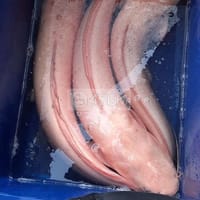 Cá trê hồng con 2 đến 5kg - Cá