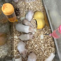 Chuột Hamster siu cute - Thú cưng khác