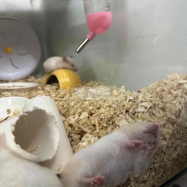 Chuột Hamster siu cute - Thú cưng khác 3