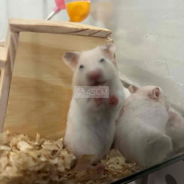 Chuột Hamster siu cute - Thú cưng khác 5