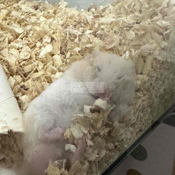 Chuột Hamster siu cute - Thú cưng khác 4