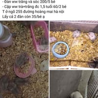 Chuột hamster ww - Thú cưng khác