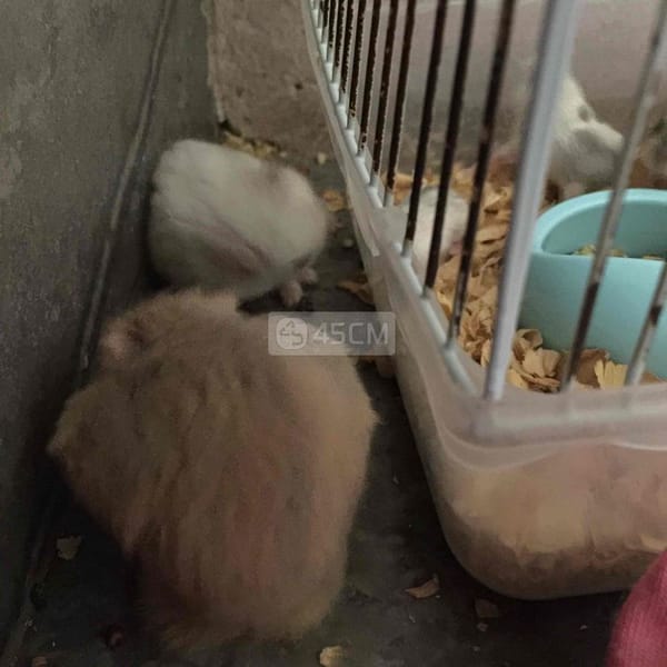 Chuột hamster ww - Thú cưng khác 3
