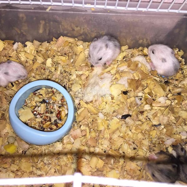 Chuột hamster ww - Thú cưng khác 2