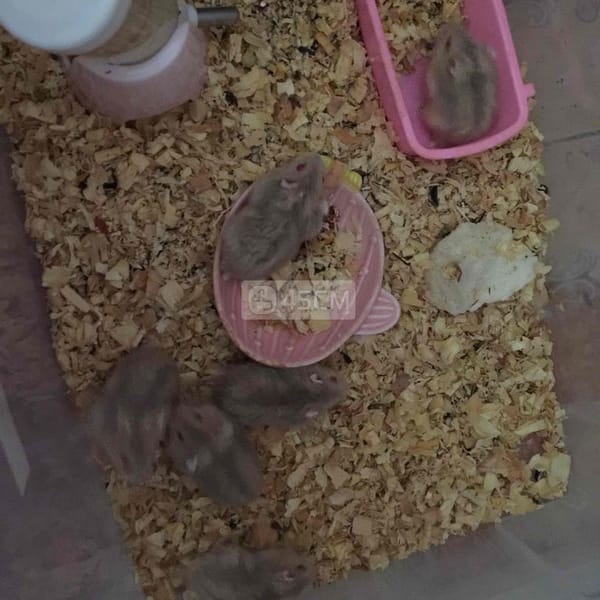 Chuột hamster ww - Thú cưng khác 1