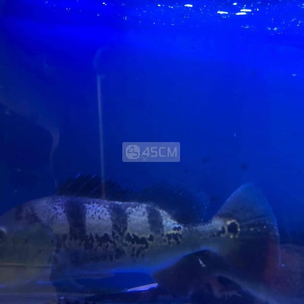 Cá Hoàng Bảo Yến ( Hoàng Đế )-35cm - Cá 0