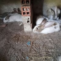 Thỏ con, thỏ sắp sinh sản - Thú cưng khác