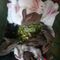 Thỏ Việt - Thú cưng khác