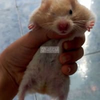 Chuột hamster các loại chỉ từ 40 k - Thú cưng khác