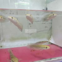 Cần tly locvayrong vàng size 13-16 số9 đẹp batik - Cá