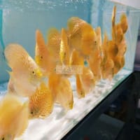 Cá dĩa vàng - Cá