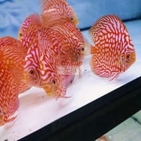 Bồ câu đỏ loại đẹp - Cá