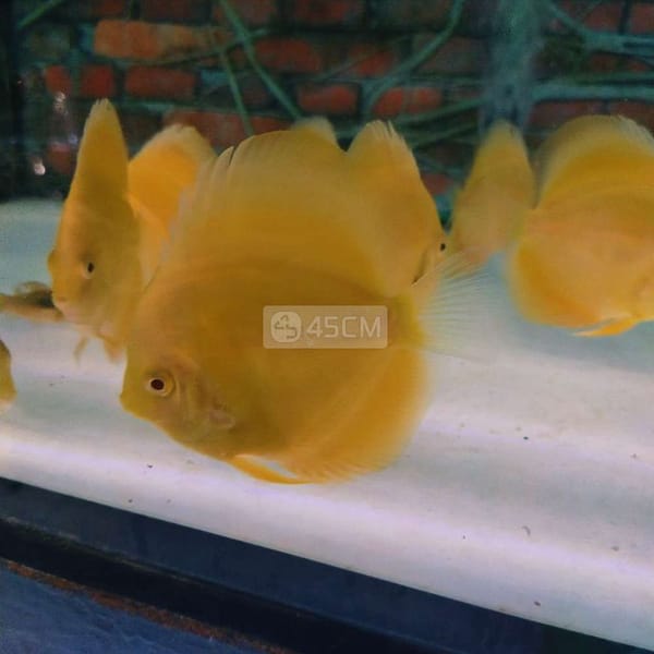 Cá dĩa full vàng ab - Cá 0
