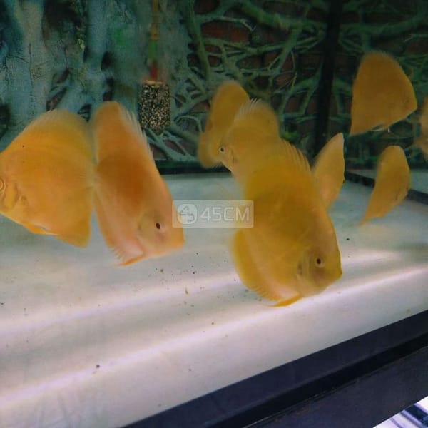 Cá dĩa full vàng ab - Cá 2