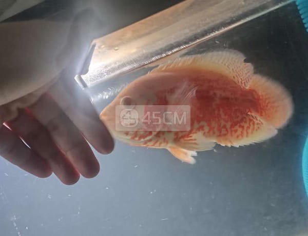 Cá tai tượng châu phi abino bông đỏ size 4 ngón - Cá 0
