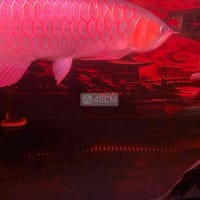 cá rồng huyết long - Cá
