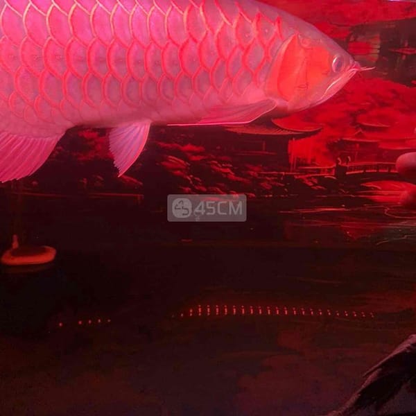 cá rồng huyết long - Cá 0